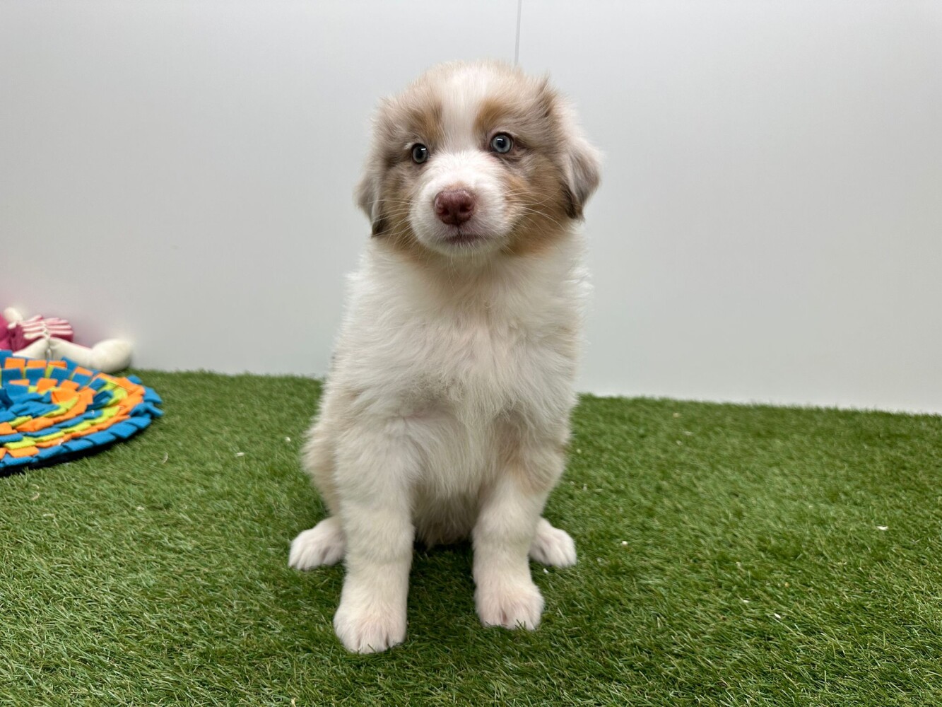 Australische Herder Mannelijk Chocolat Merle - PUP-ID 003312611 | Dierenhof Debrabandere