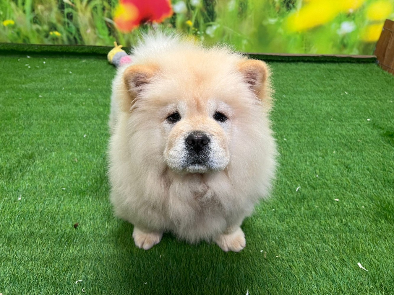 Chow Chow Puppy for sale