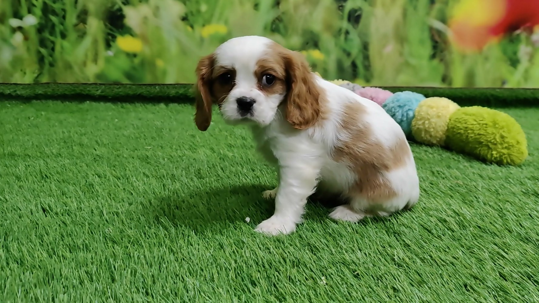Cavalier King Charles Spaniel Adolescent Puppy for sale