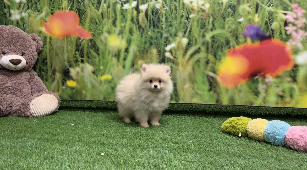Pomeranian Puppy for sale