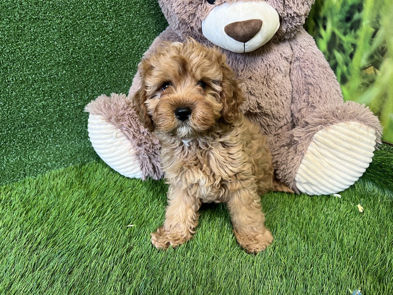 Chiot Cavapoo À Vendre | Elevage CAVAPOO – DUFBZ