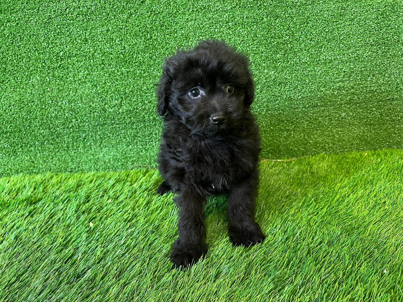 Crossbreed Miniature Spitz x Poodle Puppy for sale