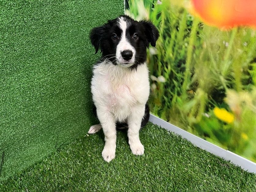 Border Collie Puppy for sale