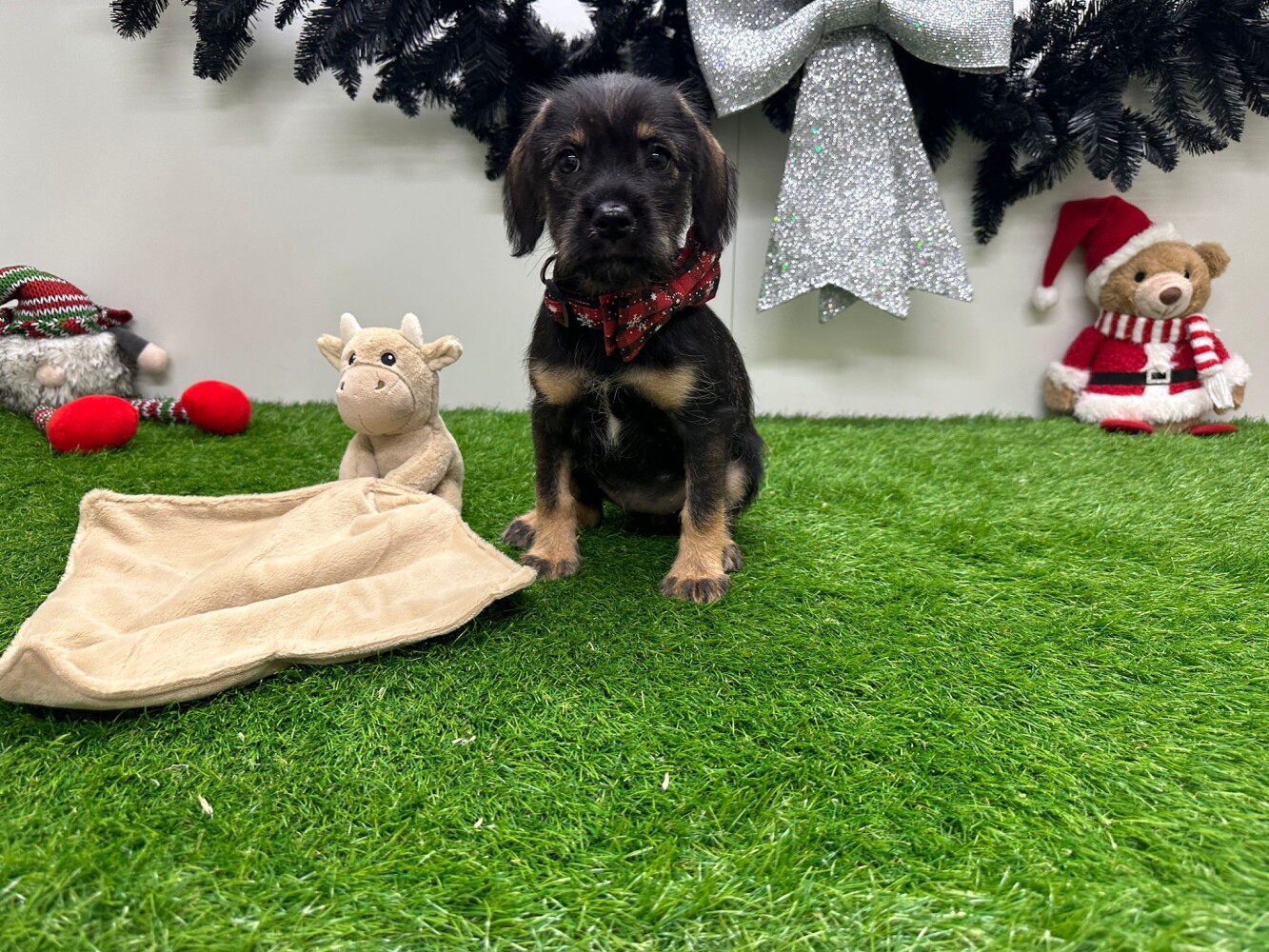 Crossbreed Miniature Schnauzer x Mix