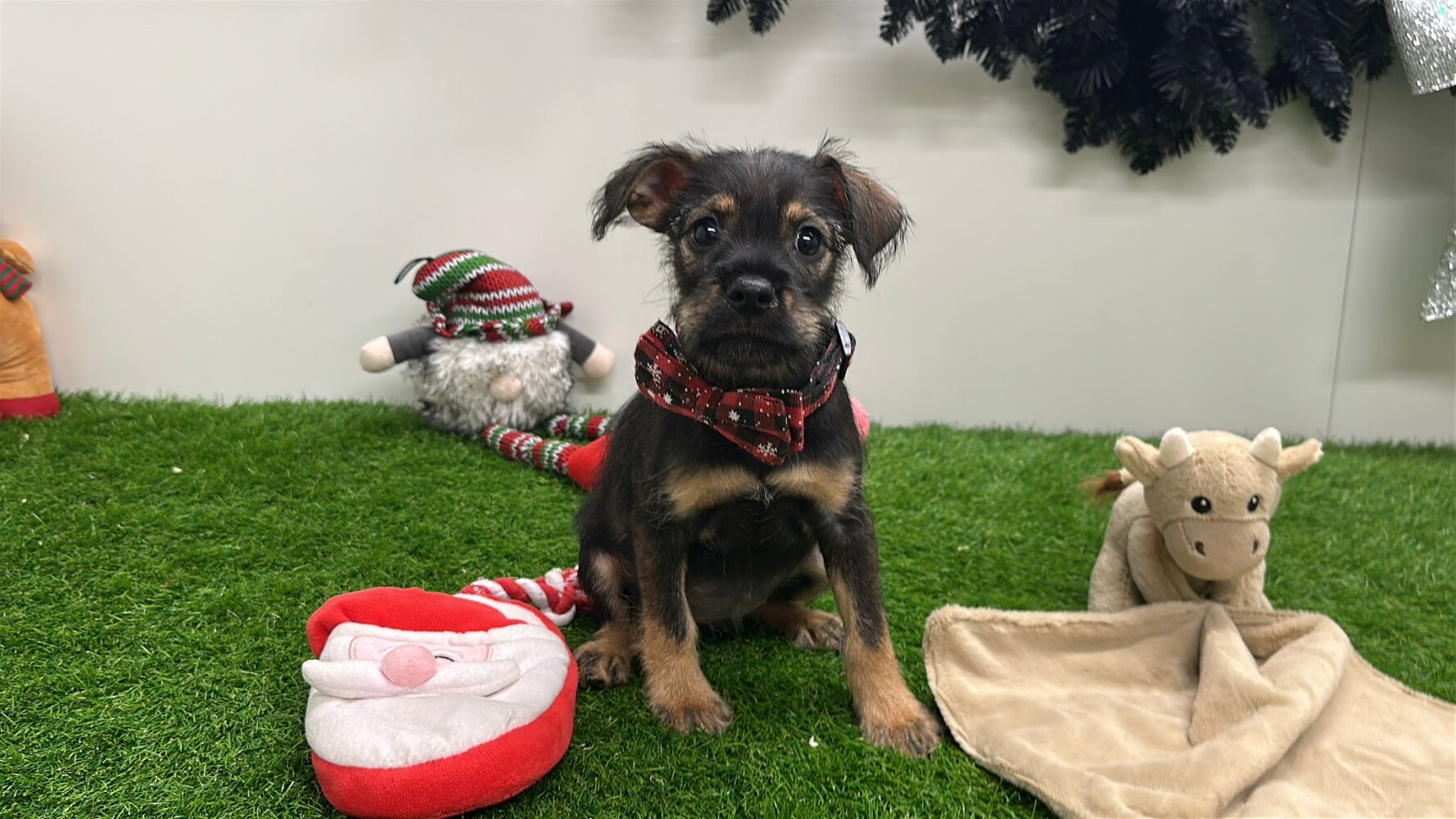 Crossbreed Miniature Schnauzer x Mix
