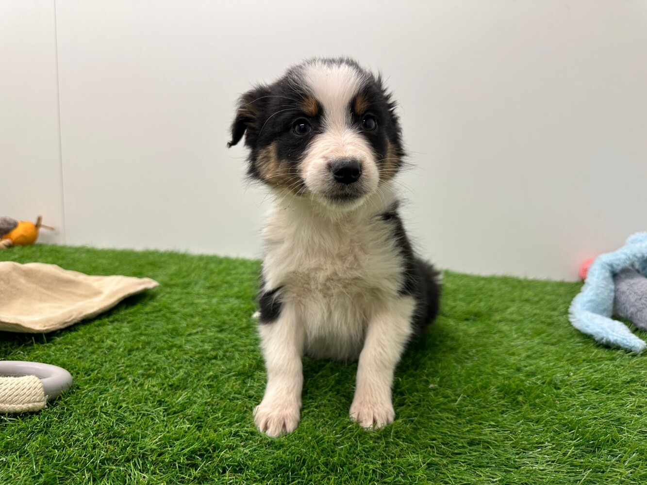 Croise Border Collie x Berger Australien