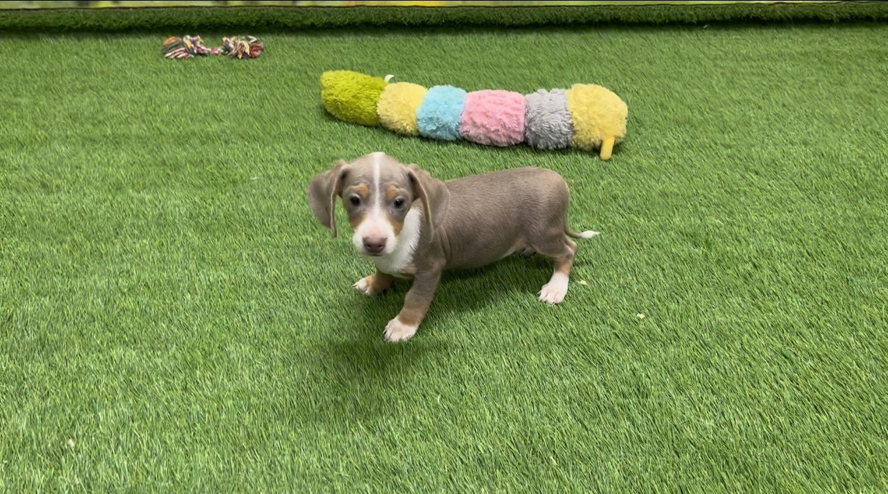 Dachshund Puppy for sale