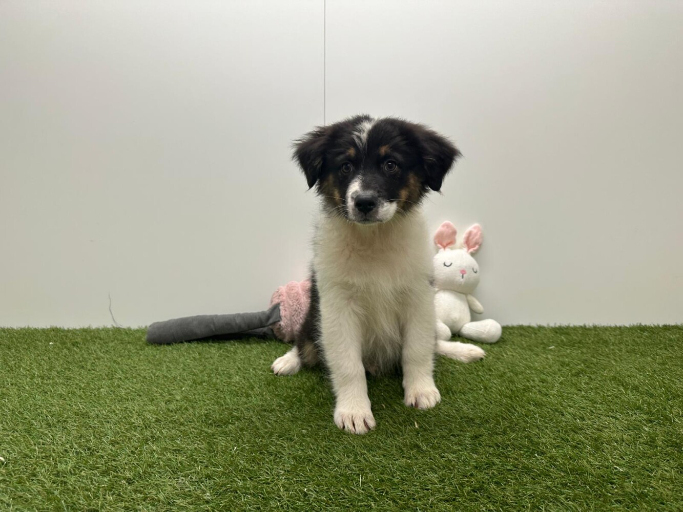 Australische Herder Mannelijk Tricolor - PUP-ID 006591058 | Dierenhof Debrabandere