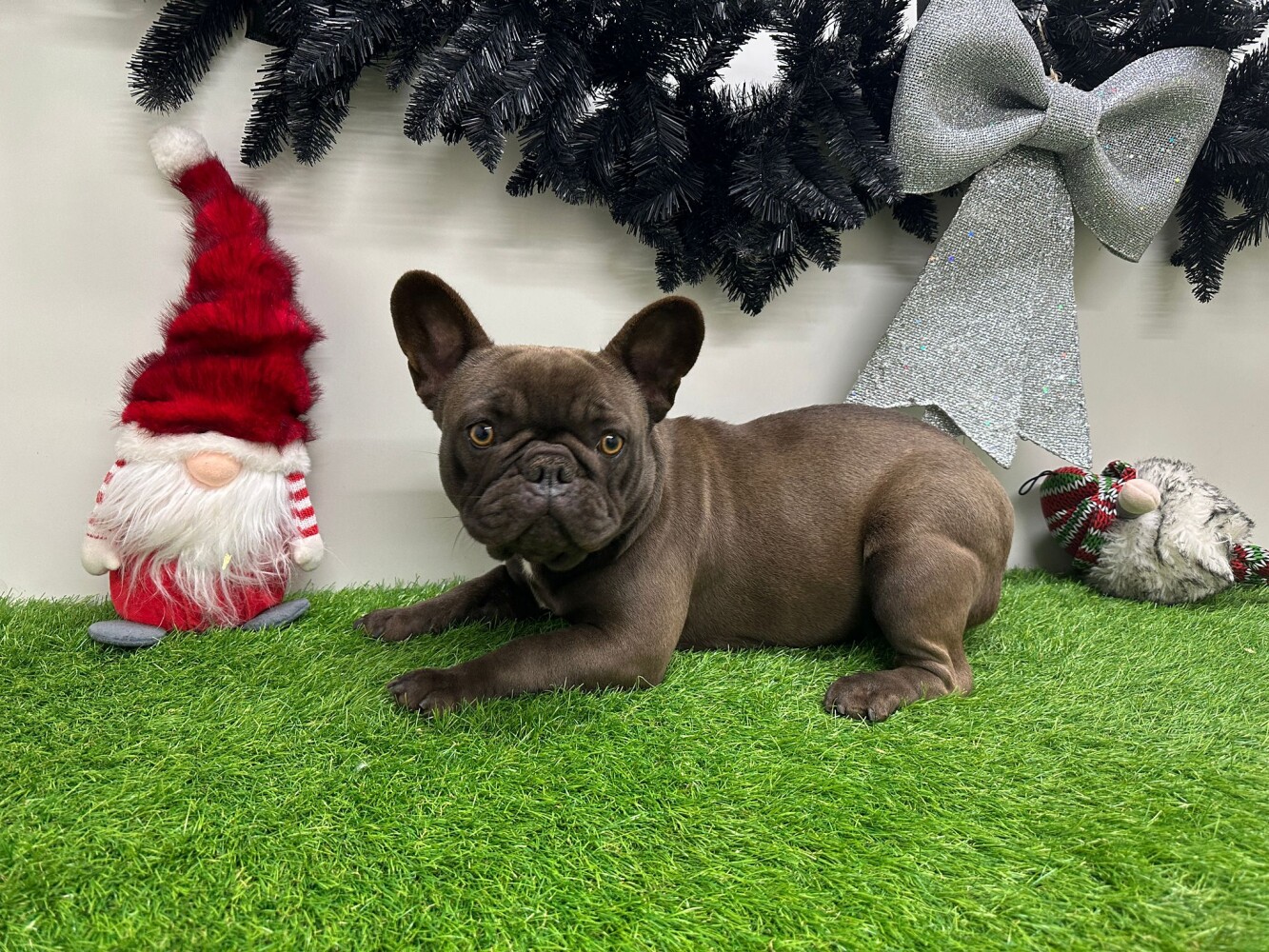 French Bulldog