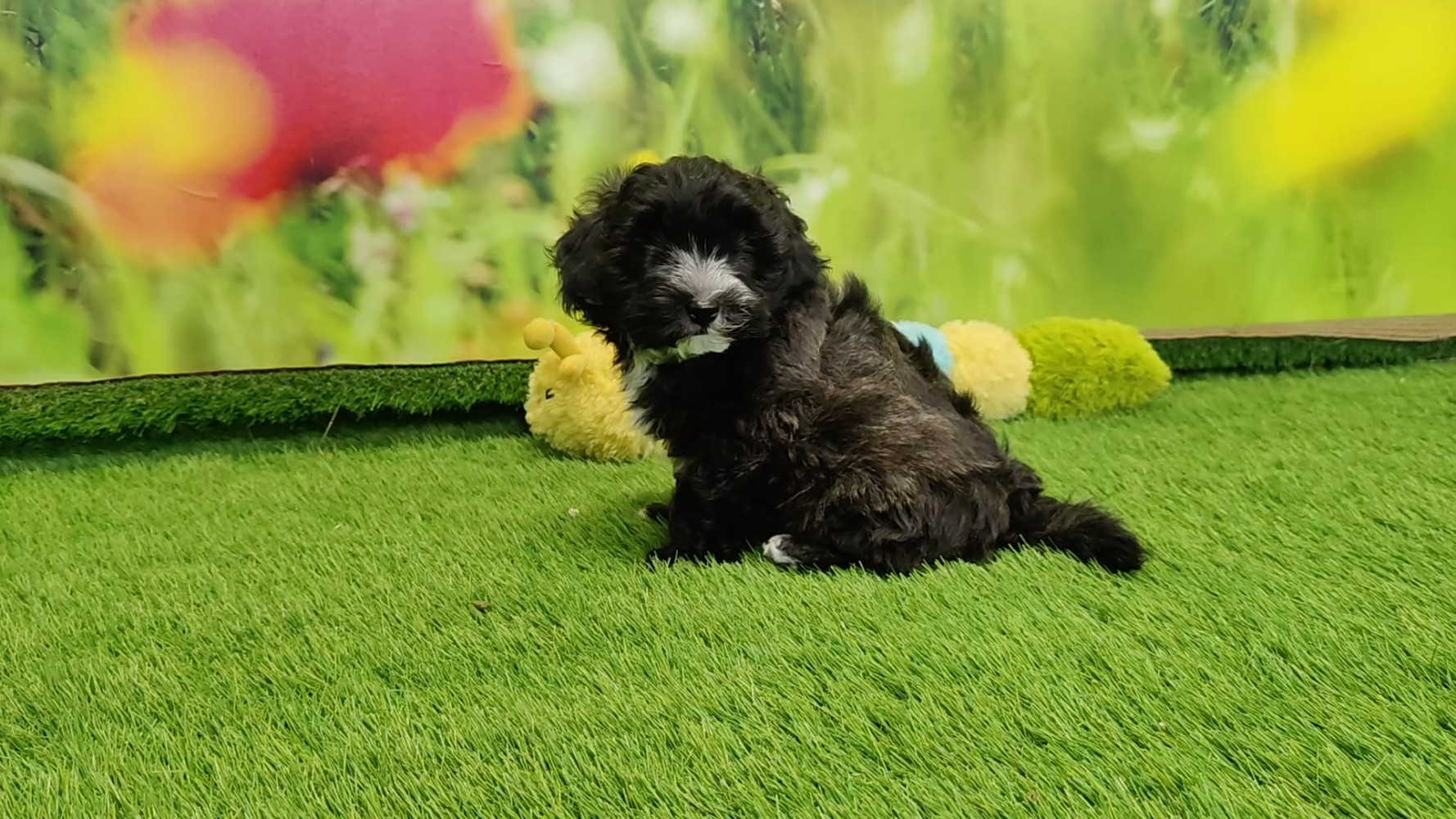 Havanese Adolescent Puppy for sale