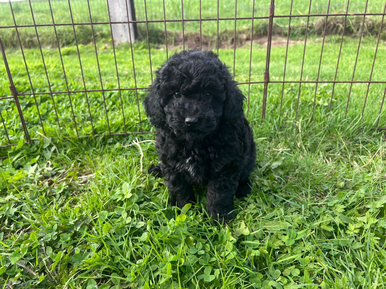 Poodle female Puppy for sale 010334869