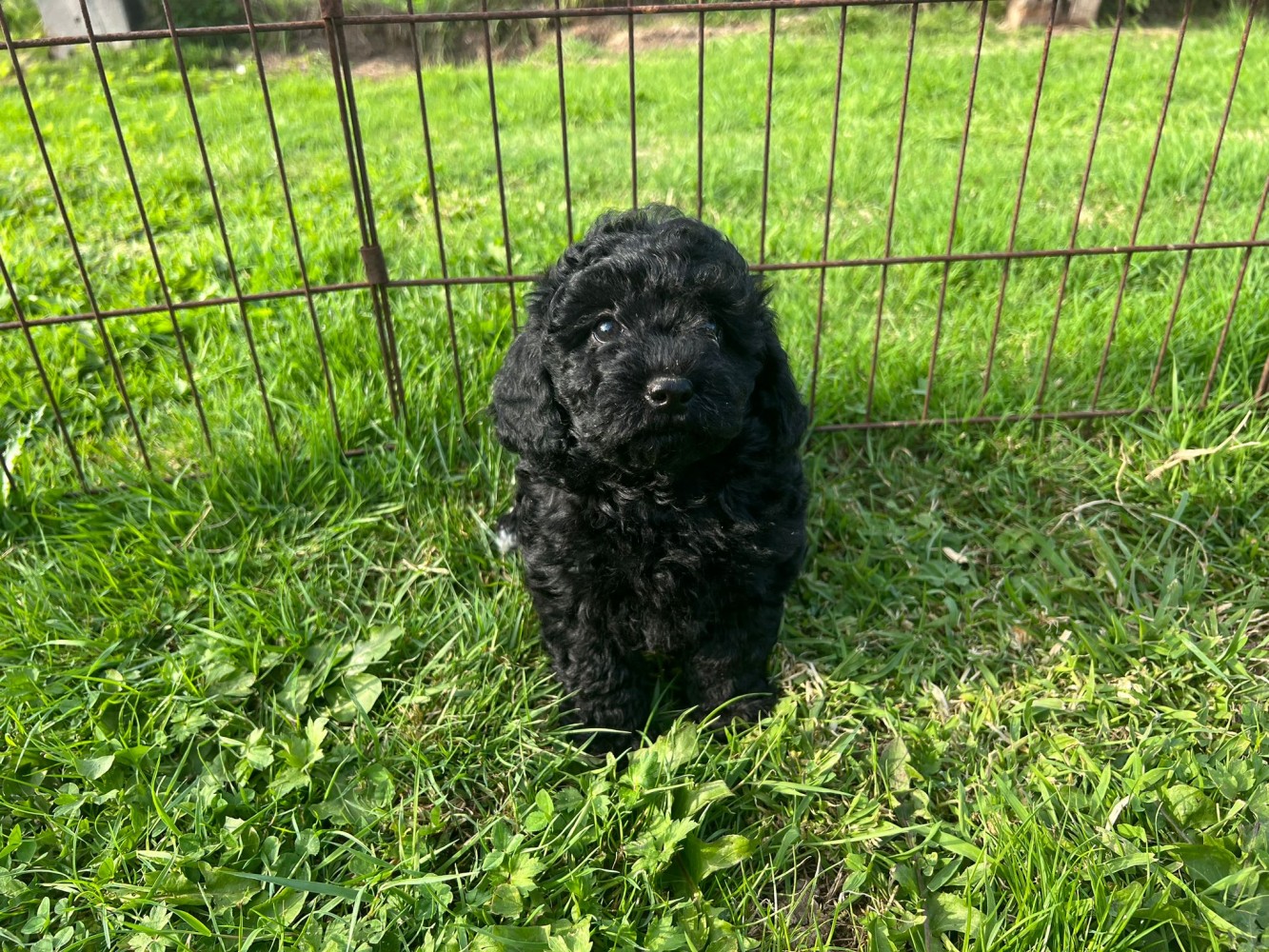 Poodle Puppy for sale