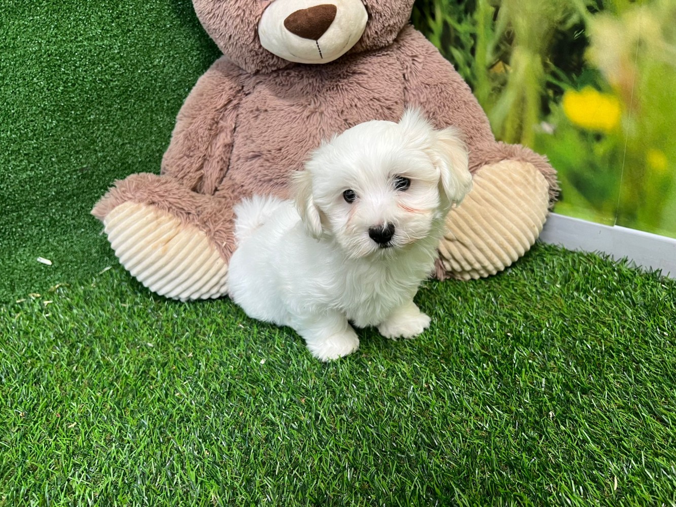 Havanese female Puppy for sale 010334885