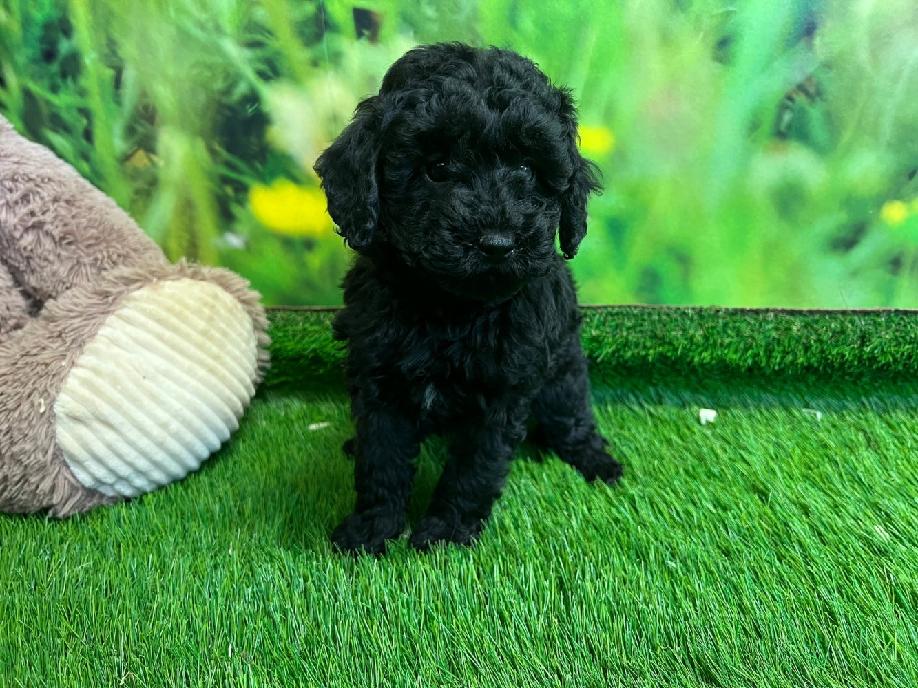 Poodle Puppy for sale