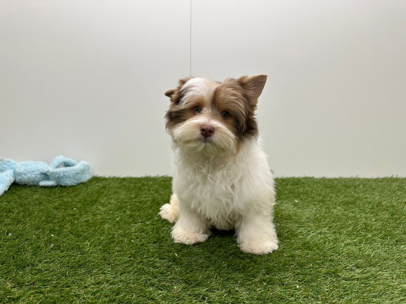 Biewer yorkshire terrier