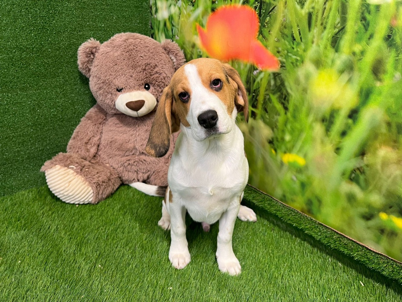 Beagle Adolescent Puppy for sale