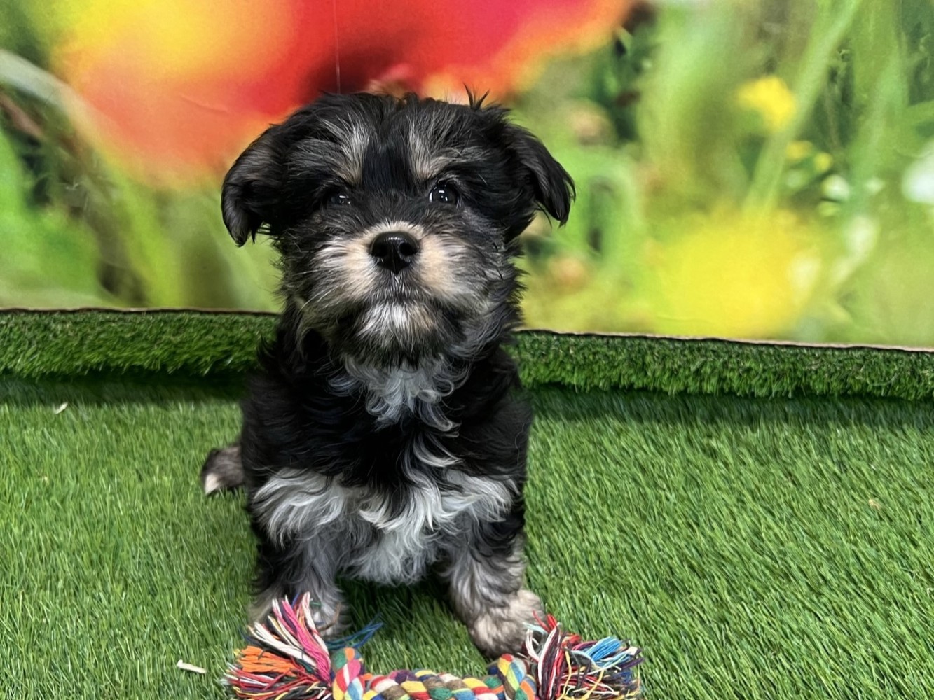 Crossbreed Yorkshire Terrier Puppy for sale