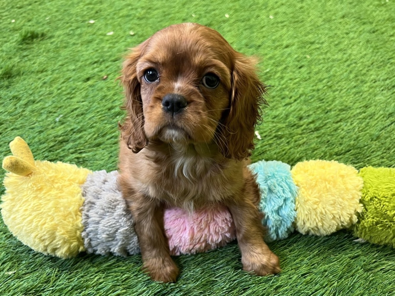 Cavalier King Charles Spaniel Puppy for sale