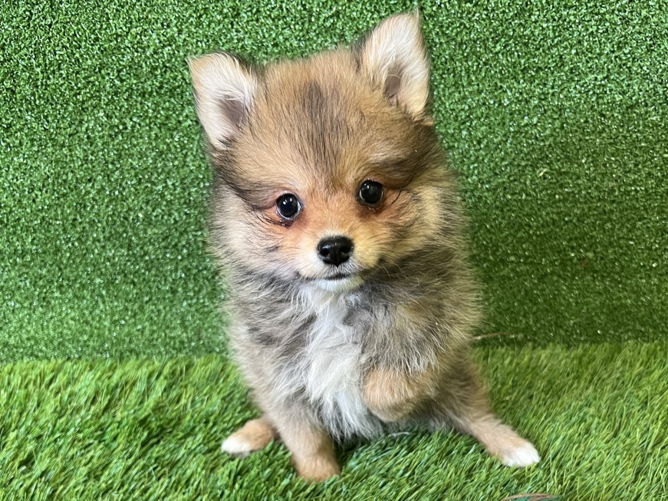 Miniature Spitz Puppy for sale