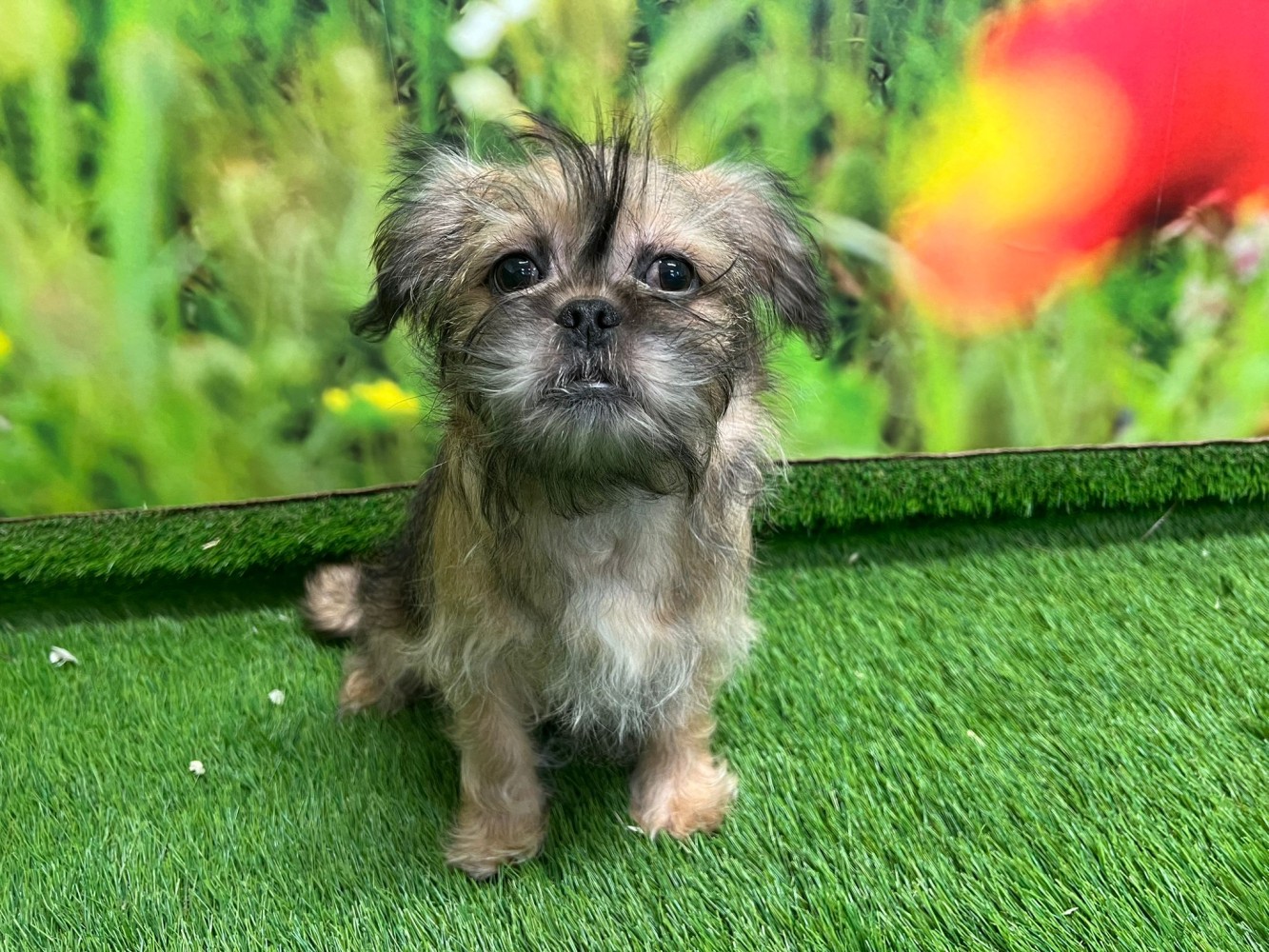 This Crossbreed is now available Crossbreed Shih Tzu x Pug male Puppy