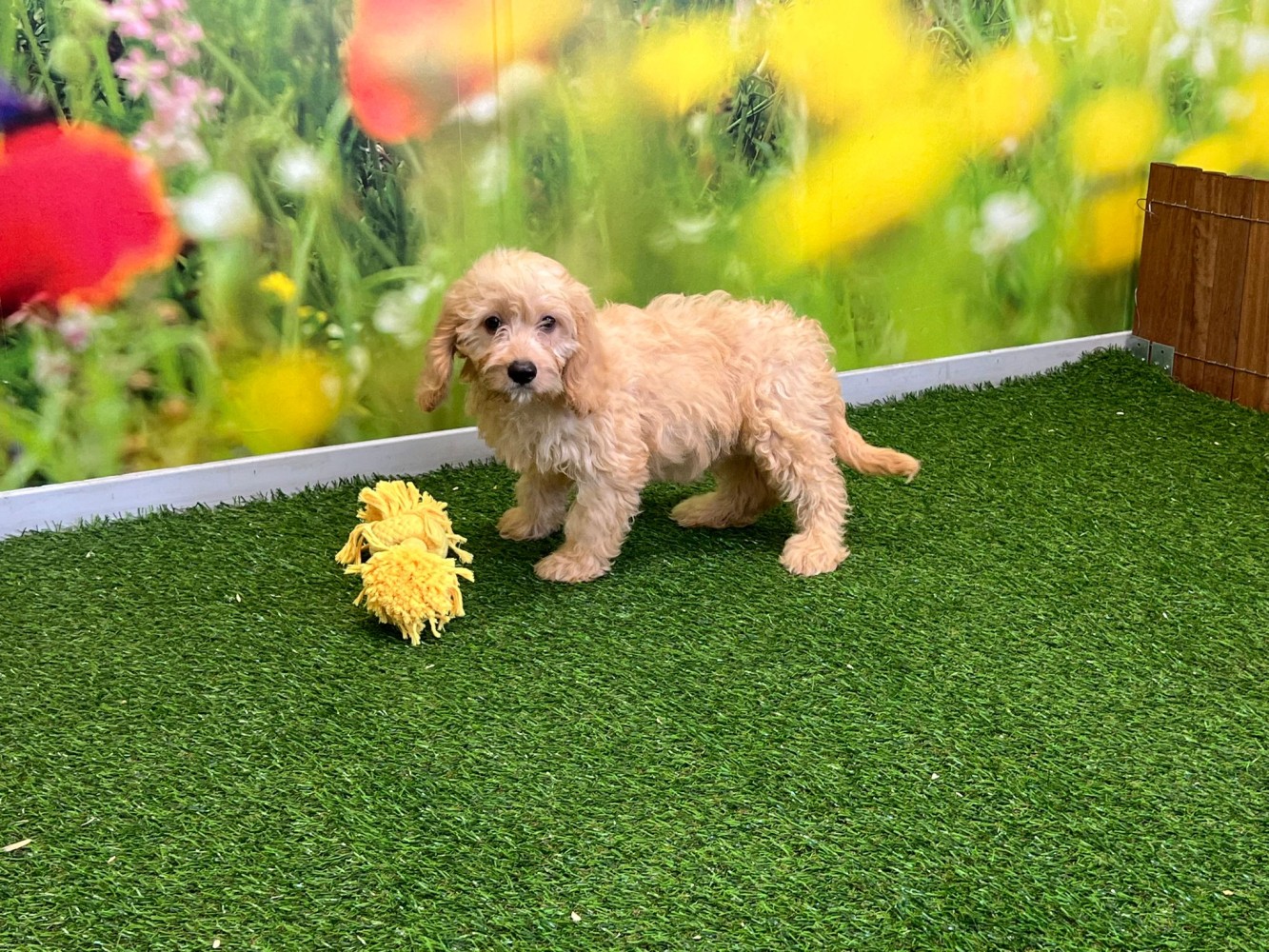 Cavapoo male Puppy for sale 010589100