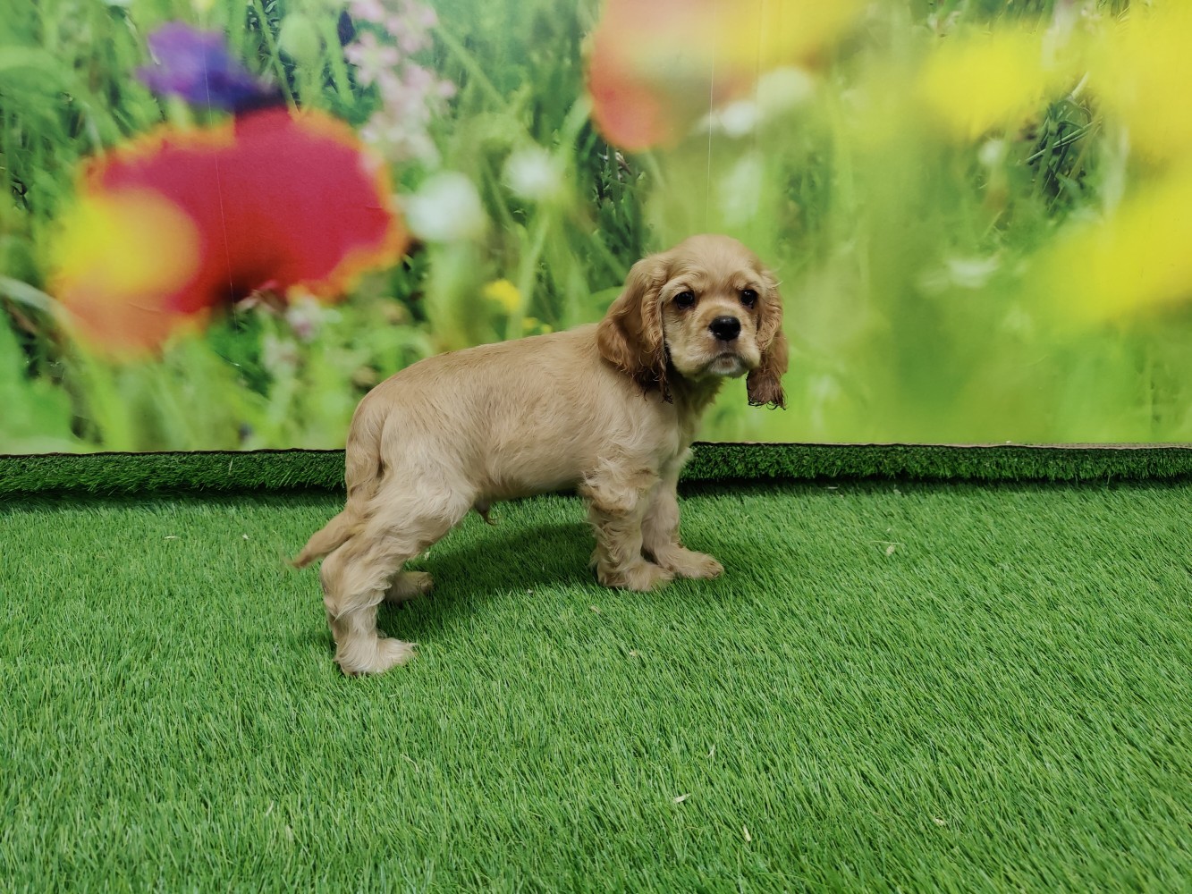 Op zoek naar een Amerikaanse Cocker Spaniel? Amerikaanse Cocker Spaniel reu Puppy te koop