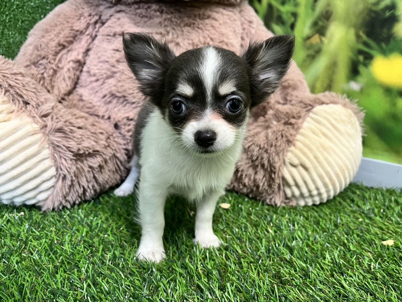 Chihuahua female Puppy for sale 010589197