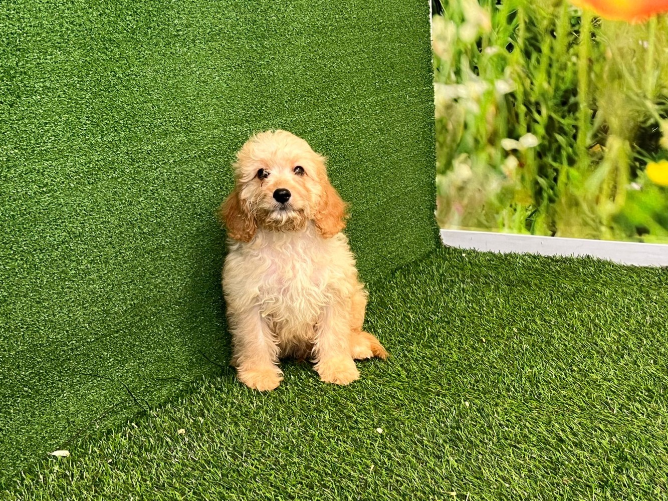 Cavapoo male Puppy for sale 010589285