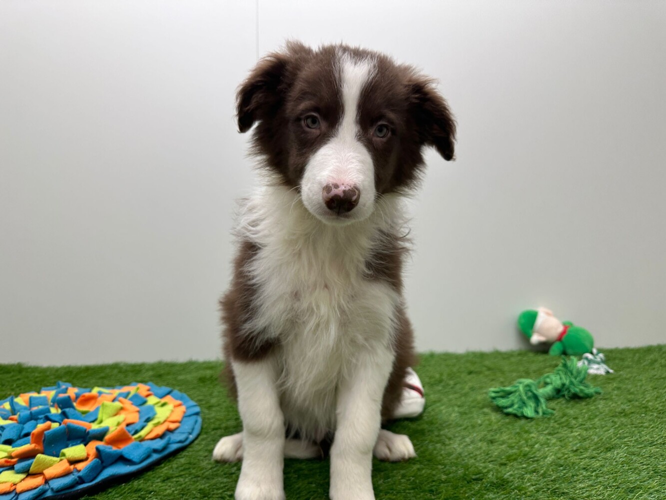 Chocolate Border Collie Red Collie Pups Chocolate Brown Border