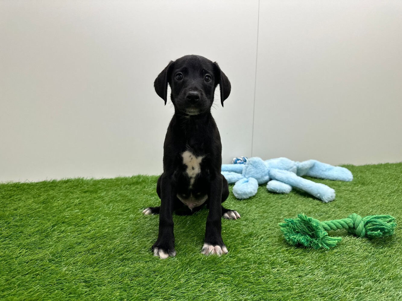 Brown Lab Dalmatian Mix