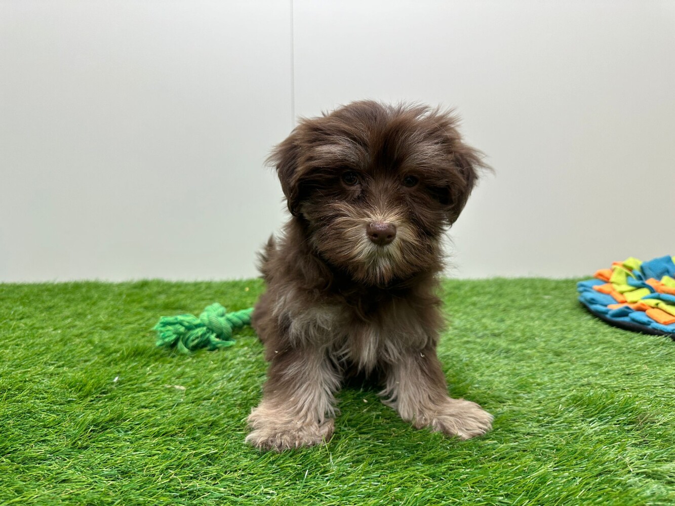 Brown Havanese Yorkie Mix Havanese Yorkie Maltese Mix Havanese