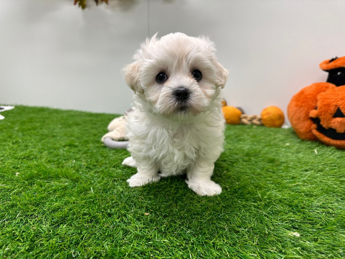 Looking for a Maltese puppy? Dog Kennel Debrabandere Pups for