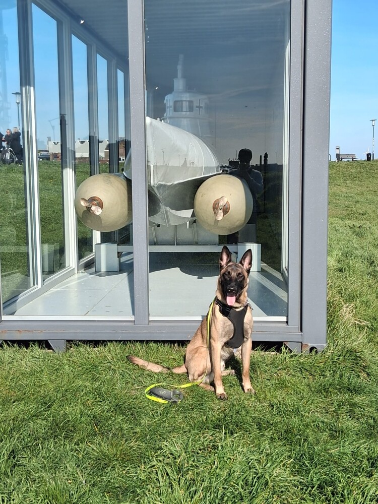 Malinois Belgian Shepherd Dog Male Brown - PUP-ID 010673216 | Dierenhof Debrabandere