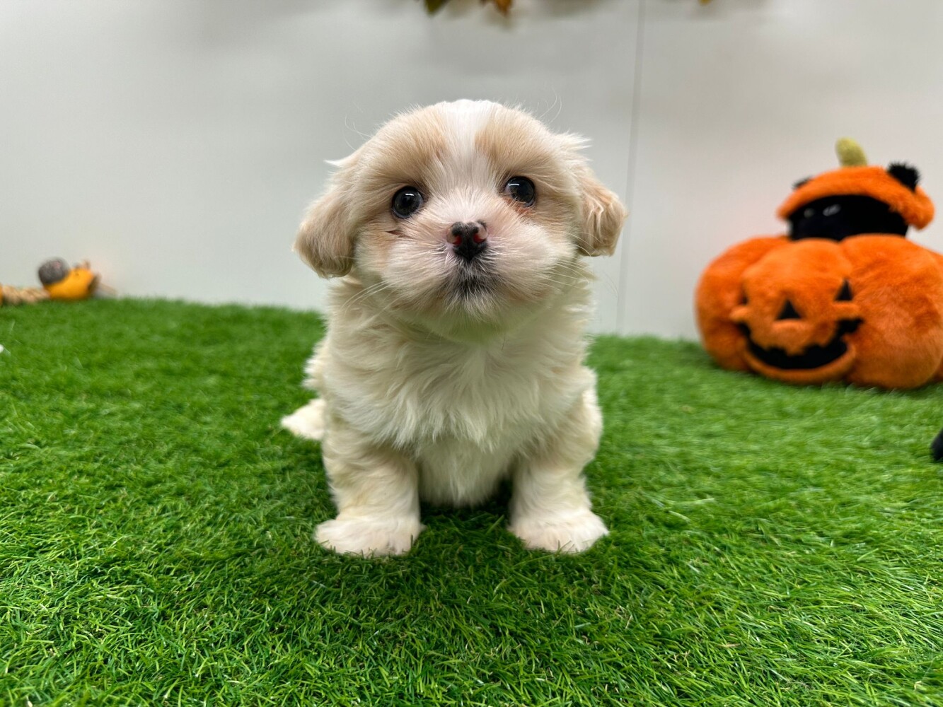 This Lhasa Apso is now available Lhasa Apso male Puppy for sale
