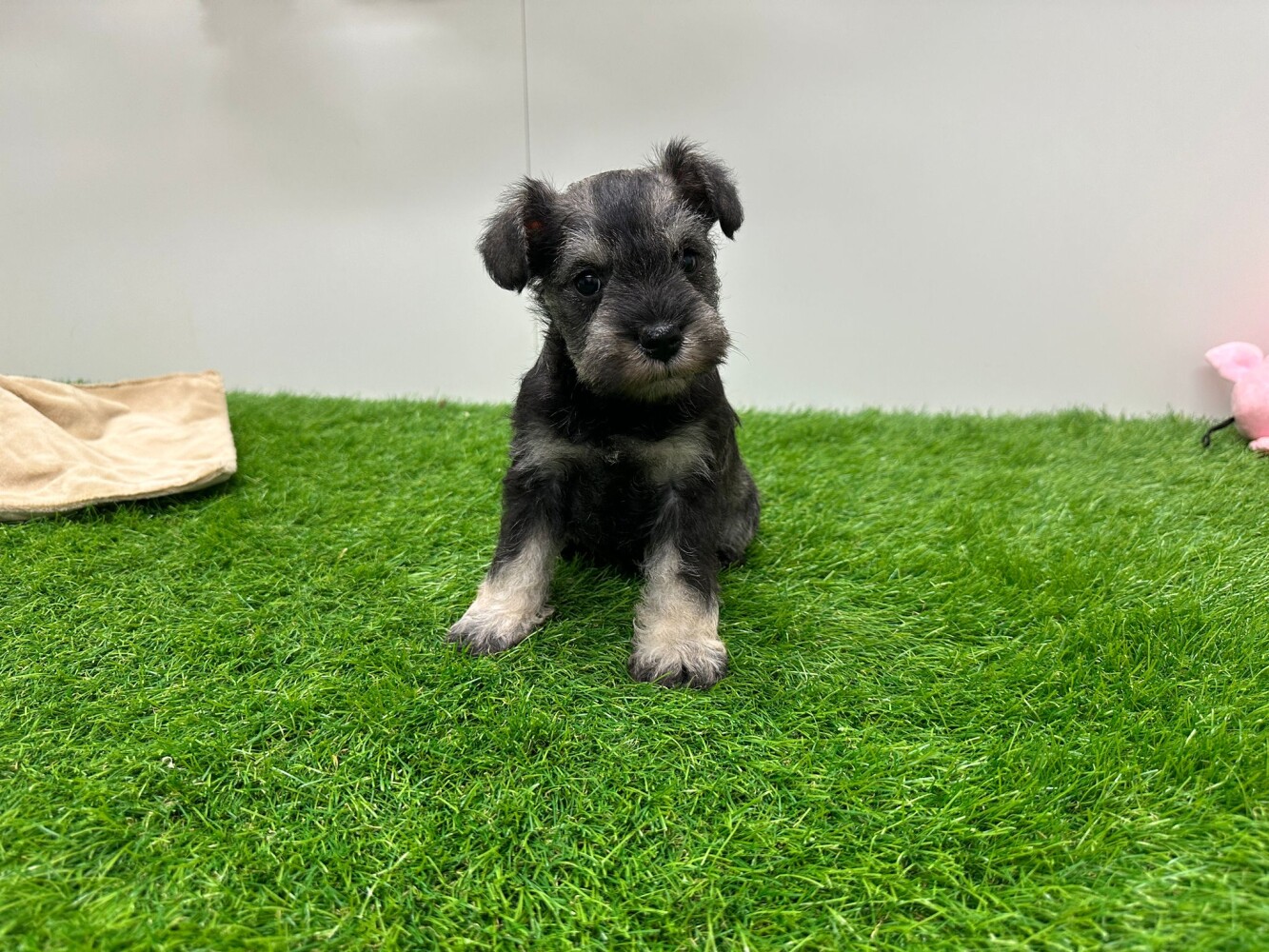 Miniature Schnauzer