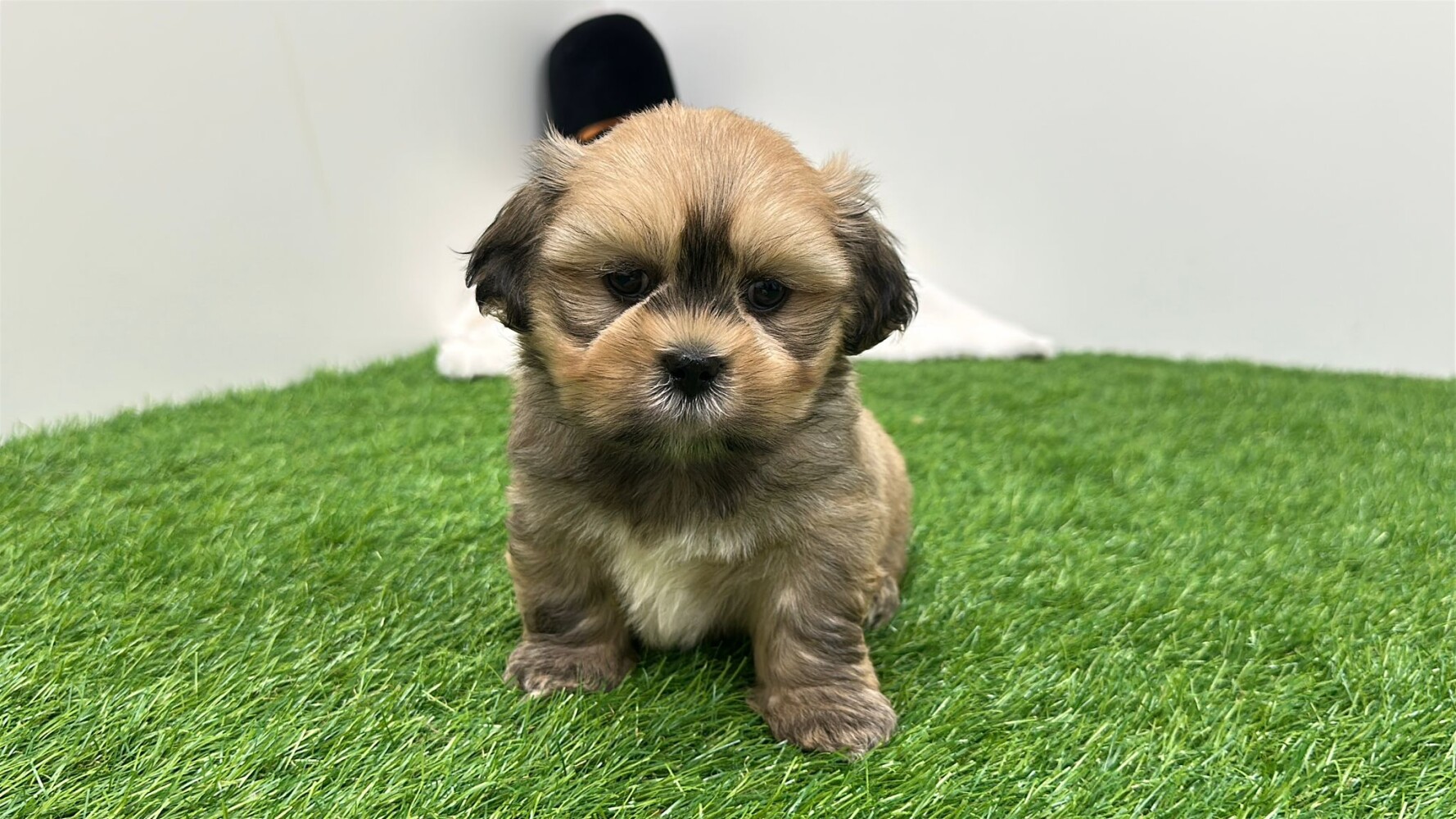 This Lhasa Apso is now available Lhasa Apso male Puppy for sale