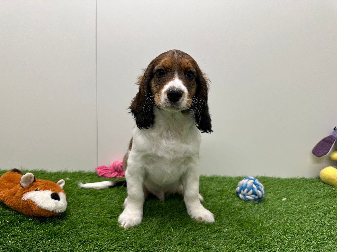 Dog Adoption Pending - Watson a Shih Tzu Yorkshire Terrier Dog in Long  Beach, CA | Petfinder, image size:1333x1000