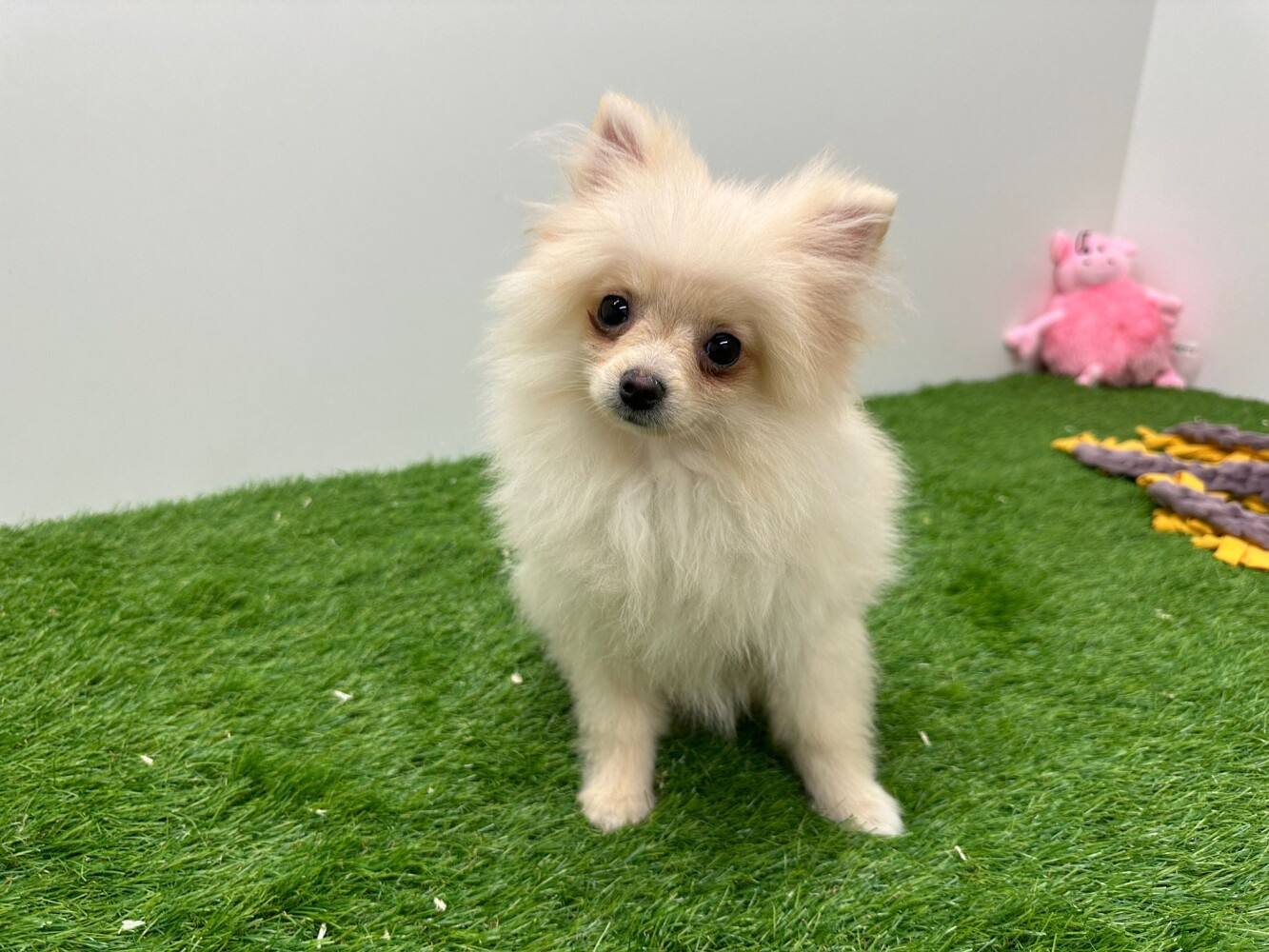 Spitz Pomeranian Dog Small German Spitz Looking For A Miniature - Main Image