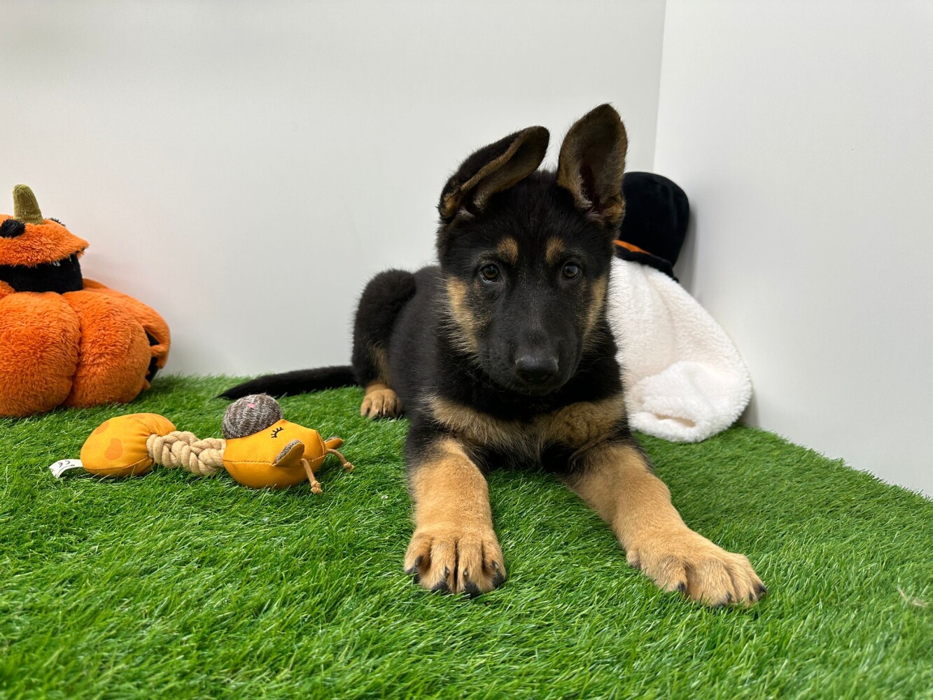 Looking for a German Shepherd puppy? Dog Kennel Debrabandere