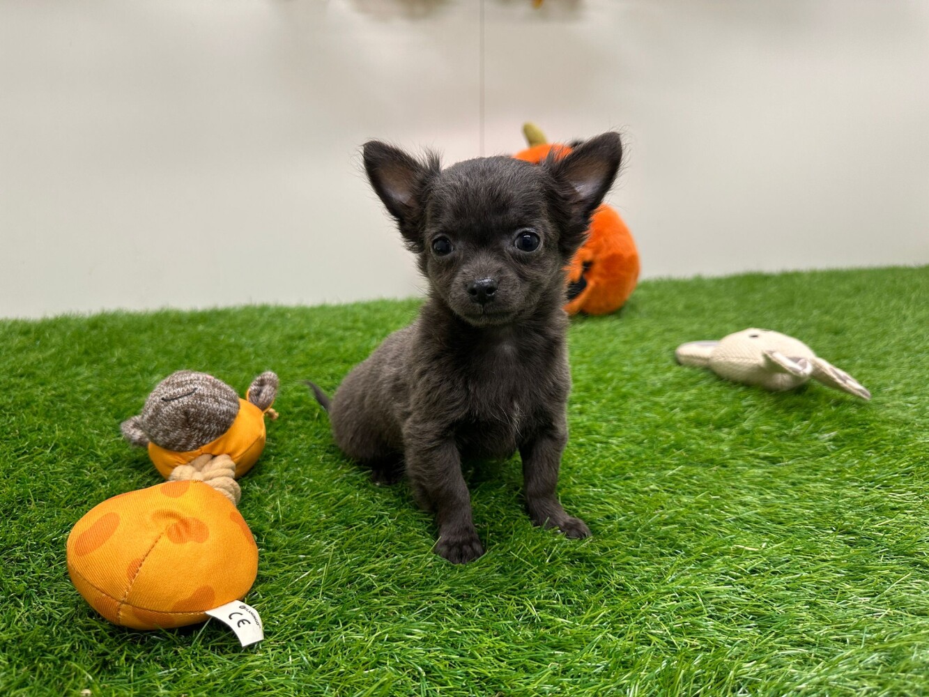 This Chihuahua is now available Chihuahua male Puppy for sale