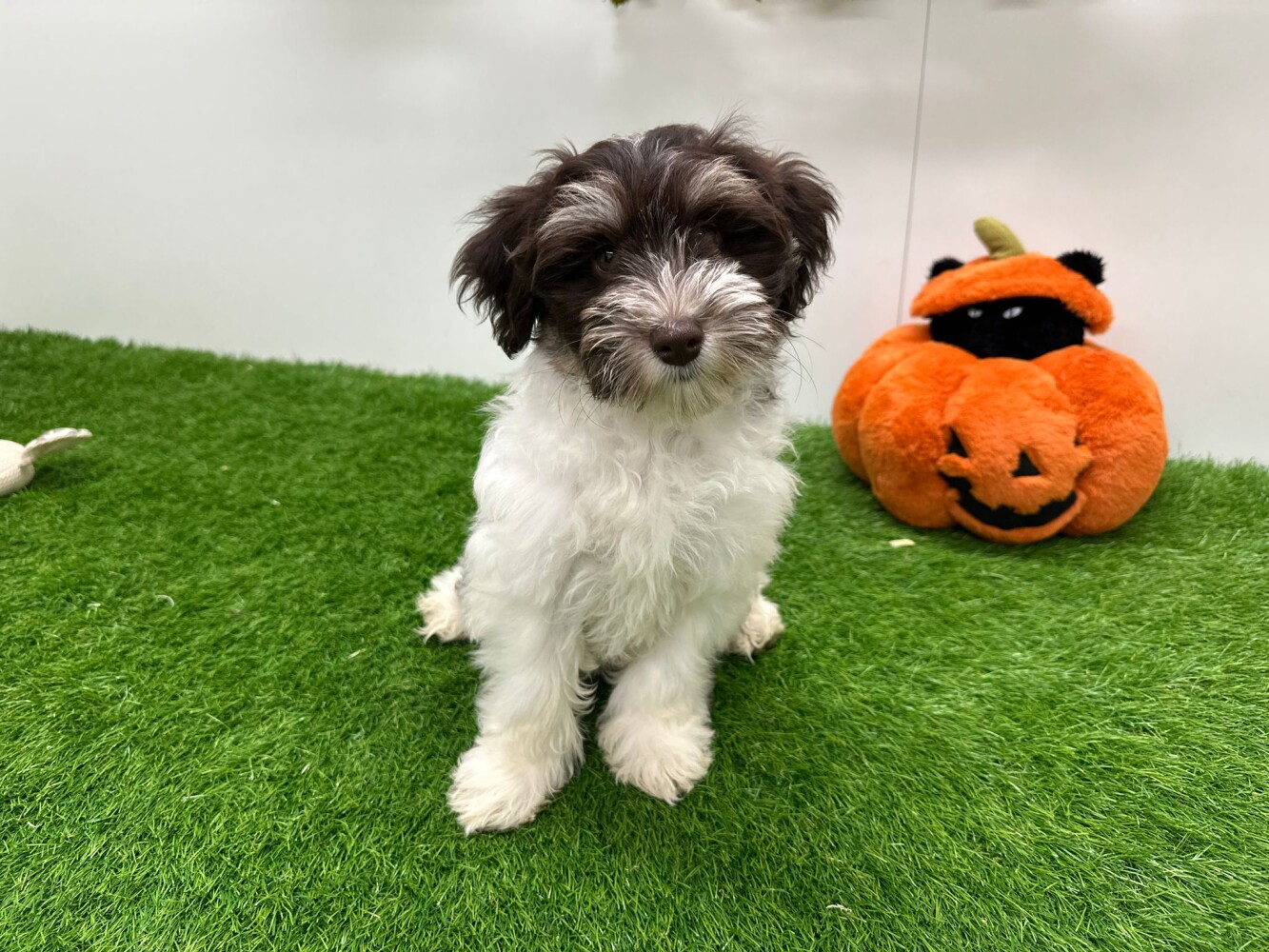 This Havanese is now available Havanese female Puppy for sale