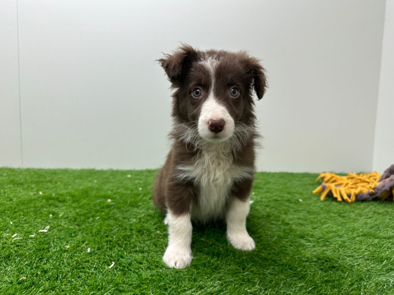 Border Collie