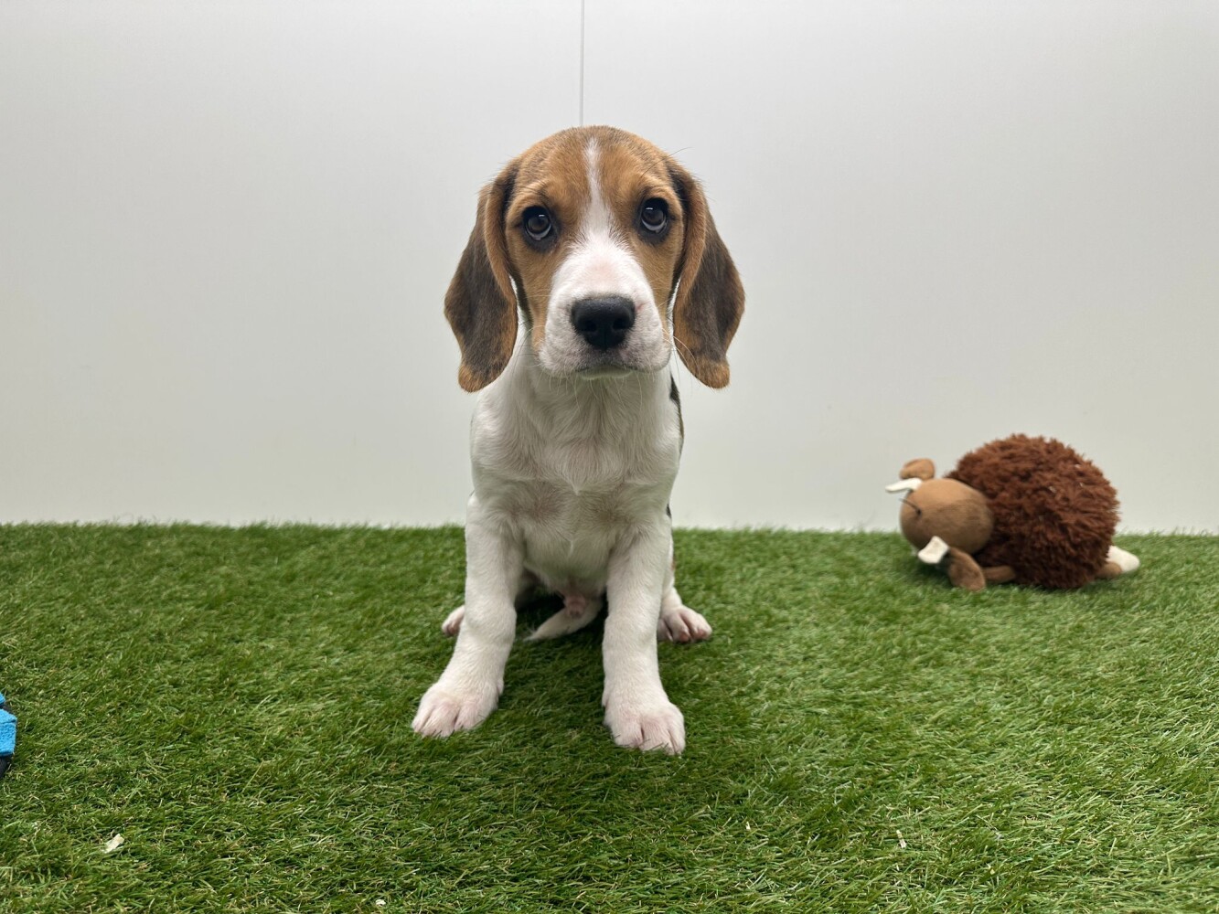 Beagle