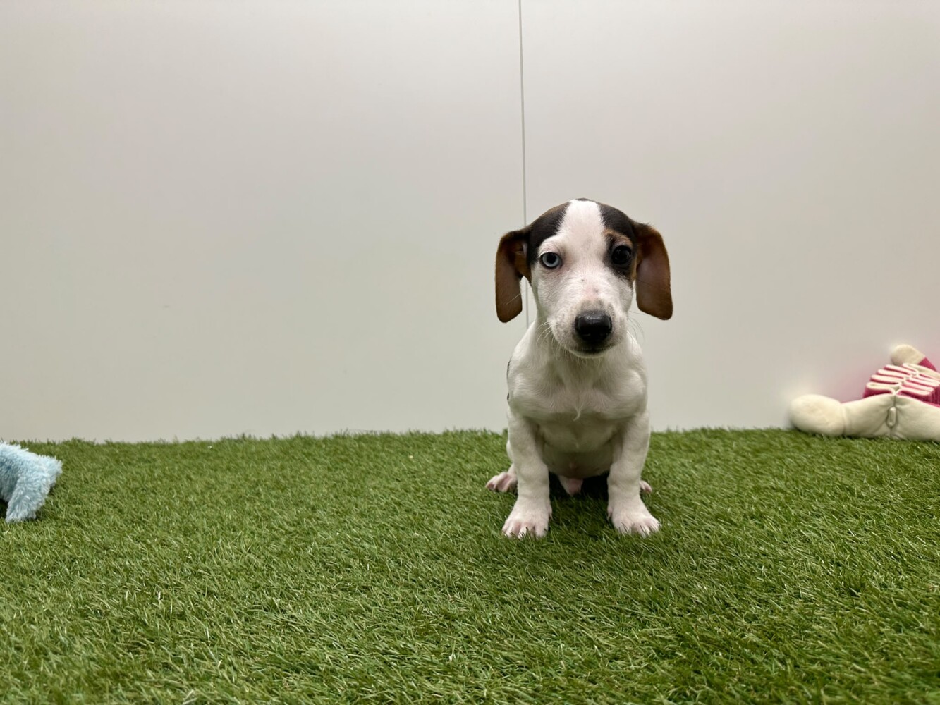 Jack Russell Terrier Male Tricolor - PUP-ID 010716033 | Dierenhof Debrabandere