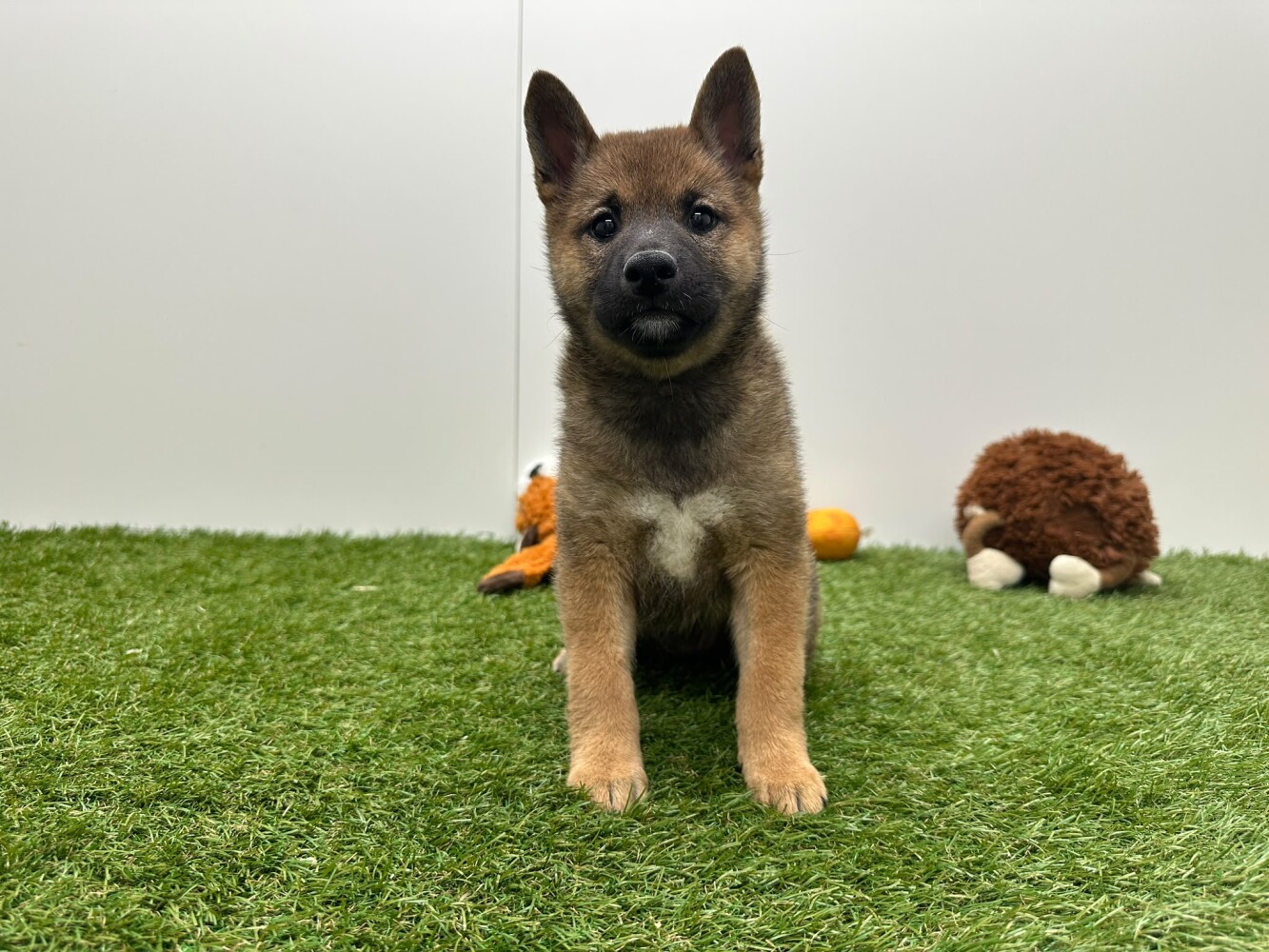 Shiba Inu Female Sesame - PUP-ID 010716182 | Dierenhof Debrabandere
