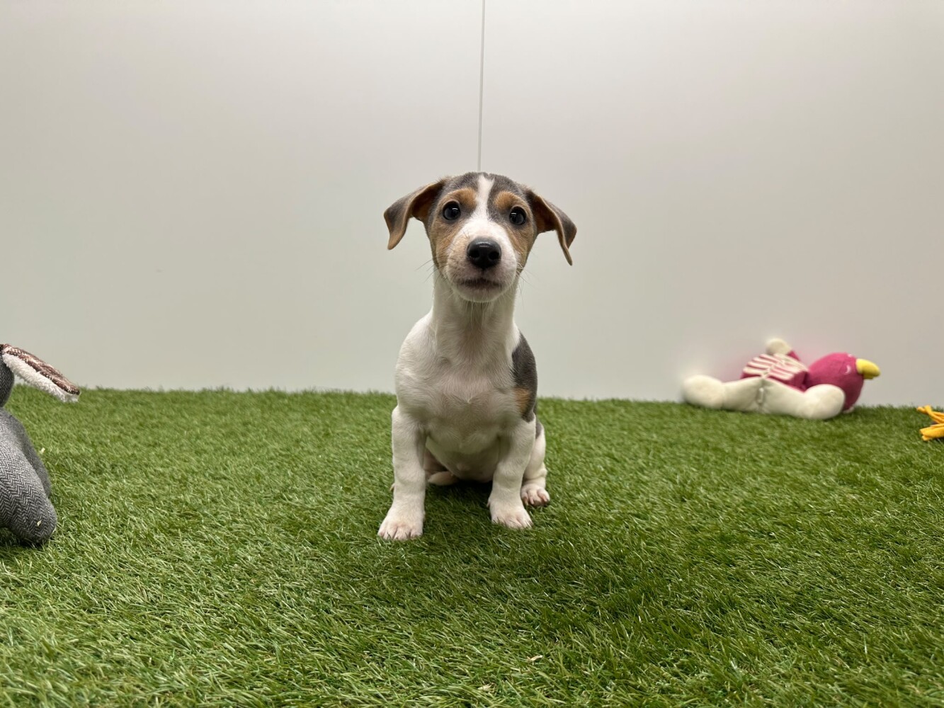 Jack Russell Terrier Female Tricolor - PUP-ID 010716246 | Dierenhof Debrabandere
