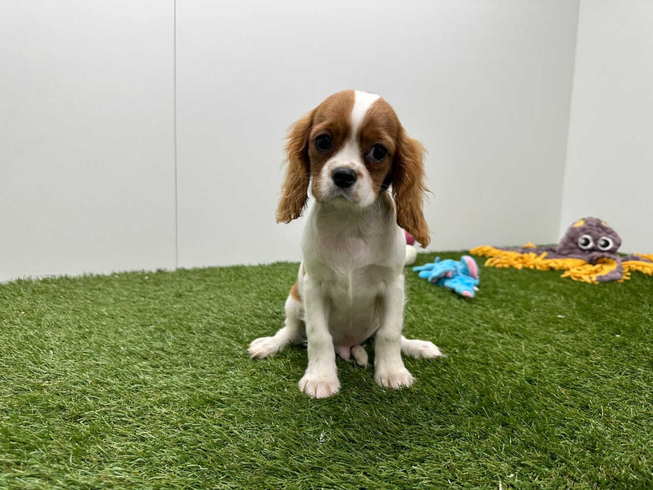 Cavalier King Charles Spaniel Male Blenheim - PUP-ID 010716271 | Dierenhof Debrabandere