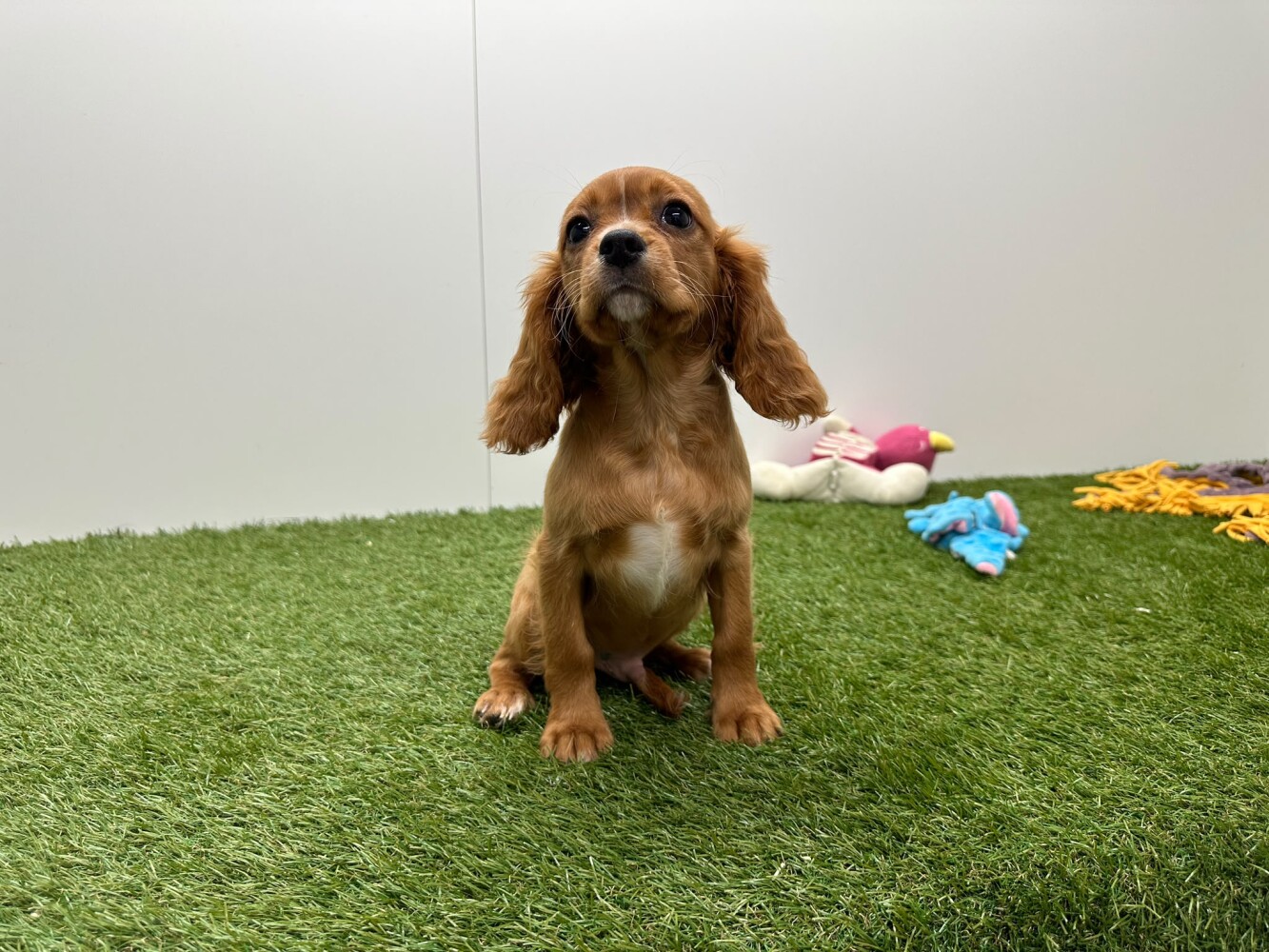 Cavalier King Charles Spaniel Mannelijk Ruby - PUP-ID 010716299 | Dierenhof Debrabandere