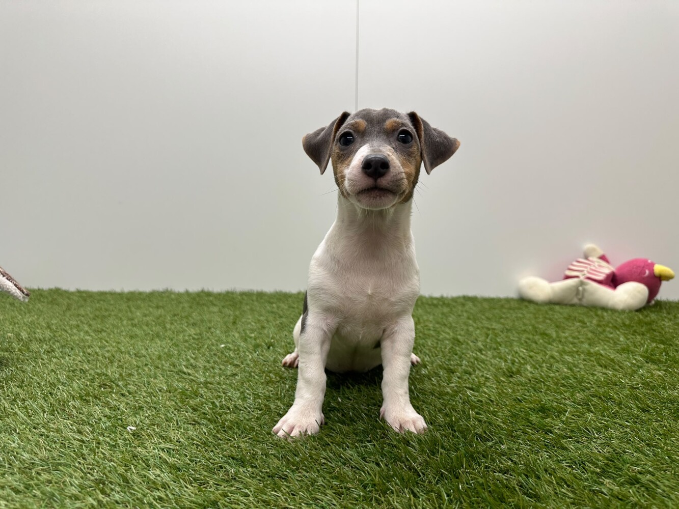 Jack Russell Terrier Female Tricolor - PUP-ID 010716340 | Dierenhof Debrabandere