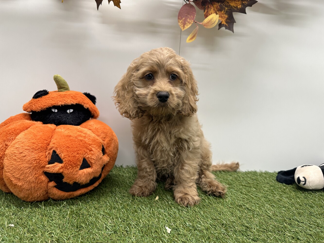 Cockapoo Mannelijk Abrikoos - PUP-ID 010724383 | Dierenhof Debrabandere